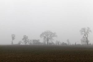 sagoma dell'albero, cielo foto