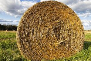 un campo agricolo foto