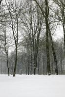 foresta d'inverno, neve foto