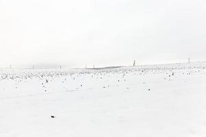 campo agricolo in inverno foto