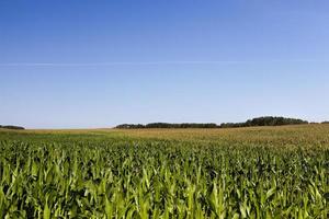 campo agricolo con un raccolto foto