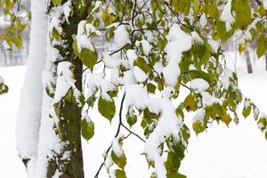 alberi nella neve foto