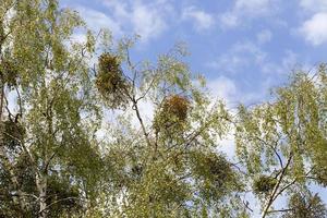 alberi ricoperti di vischio foto