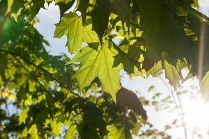 il giovane fogliame dell'acero foto