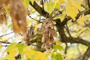 fogliame giallo, autunno foto