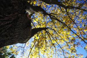 autunno nel parco foto