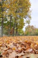 autunno nel parco foto