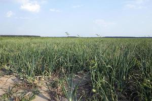 campo con cipolle verdi foto