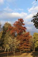 autunno nel parco foto