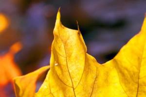 autunno nel parco foto