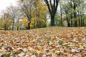 foglie gialle cadute su erba verde in un parco cittadino foto