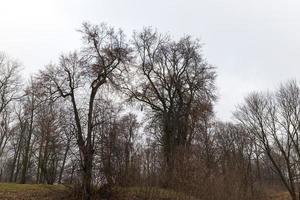 foresta in autunno foto