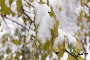 foresta in inverno foto