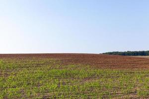 un campo agricolo con un raccolto foto