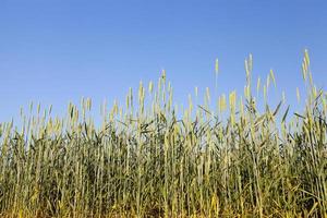 un campo agricolo con un raccolto foto