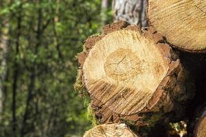 segati e accatastati grossi tronchi foto