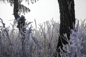 la foresta in inverno foto