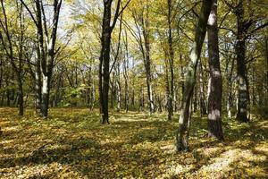 foresta che cresce su terreno collinare foto