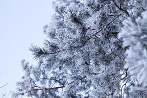 giorno d'inverno dopo una nevicata foto