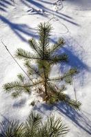 alberi di pino in inverno foto