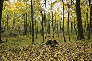 fogliame autunnale giallo foto