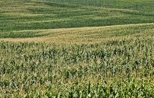 vero campo di mais biologico foto