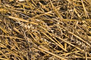 campi agricoli con grano o segale foto