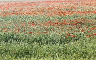 fiori di papaveri rossi su terreni agricoli foto