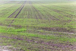 germe di grano, campo foto