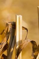 campo di grano dopo il raccolto foto