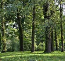 natura in autunno foto