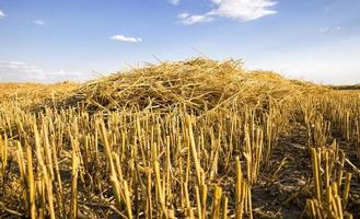 campi agricoli con grano o segale foto