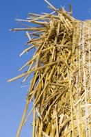 pile di paglia di grano foto