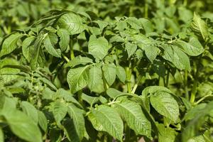 agricoltura, campo di patate foto