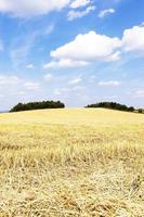 raccolta cereali, agricoltura foto