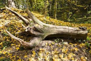 strappato dall'albero di terra foto