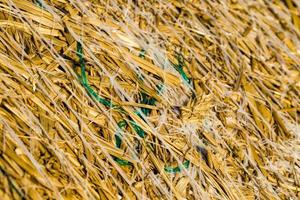 grandi cataste cilindriche di paglia di grano foto