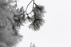 giorno d'inverno dopo una nevicata foto