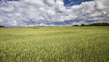 campo agricolo coltivato foto