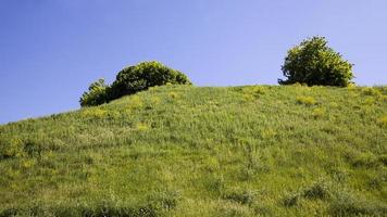 alberi coperti di fogliame verde foto