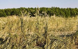 campo agricolo con grano ingiallito foto