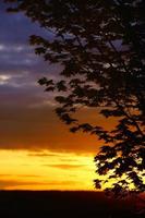 crepuscolo attraverso i rami: drammatico tramonto retroilluminato albero foto