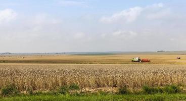 pile di paglia di grano foto