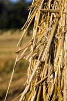 grandi cataste cilindriche di paglia di grano foto