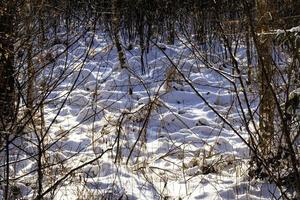 foresta di neve in inverno foto
