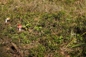 funghi velenosi, primo piano foto