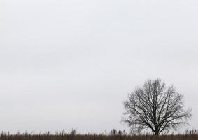 albero su una collina foto