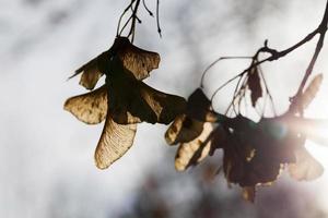 natura autunnale, primo piano foto