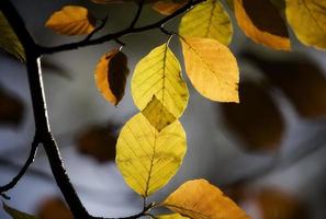 hojas de haya en otoño