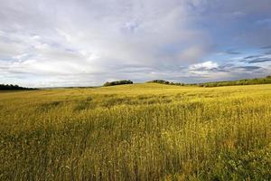 campo di grano da vicino foto